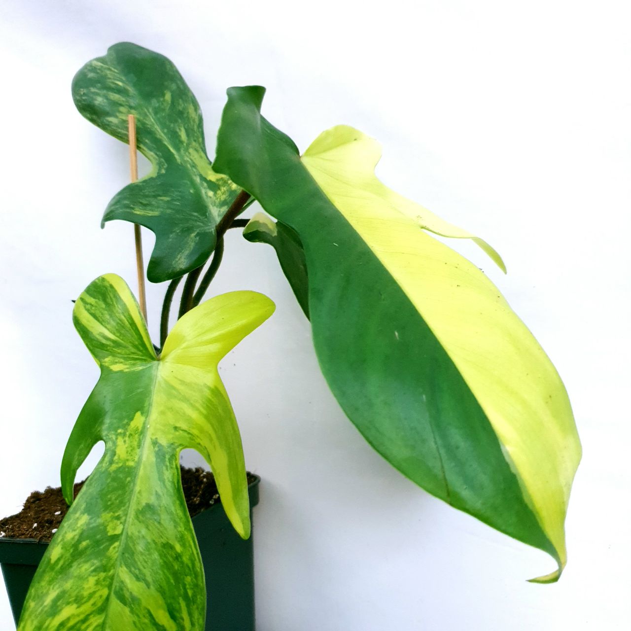 Philodendron Florida Beauty Philodendron Florida Beauty