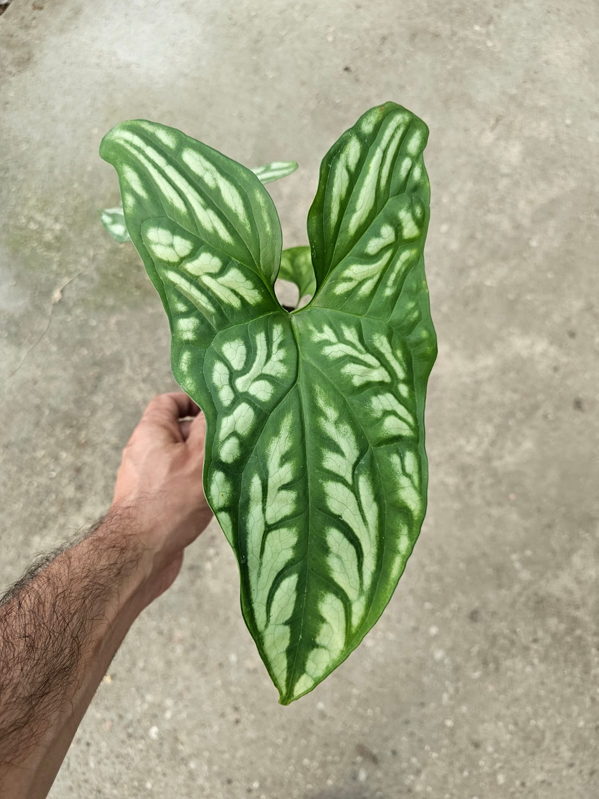 Hands Of Plants