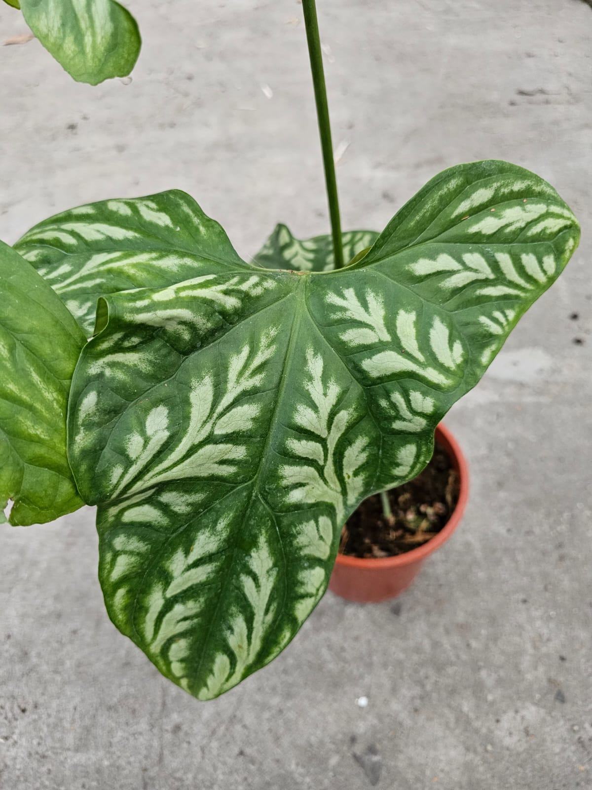 Hands Of Plants