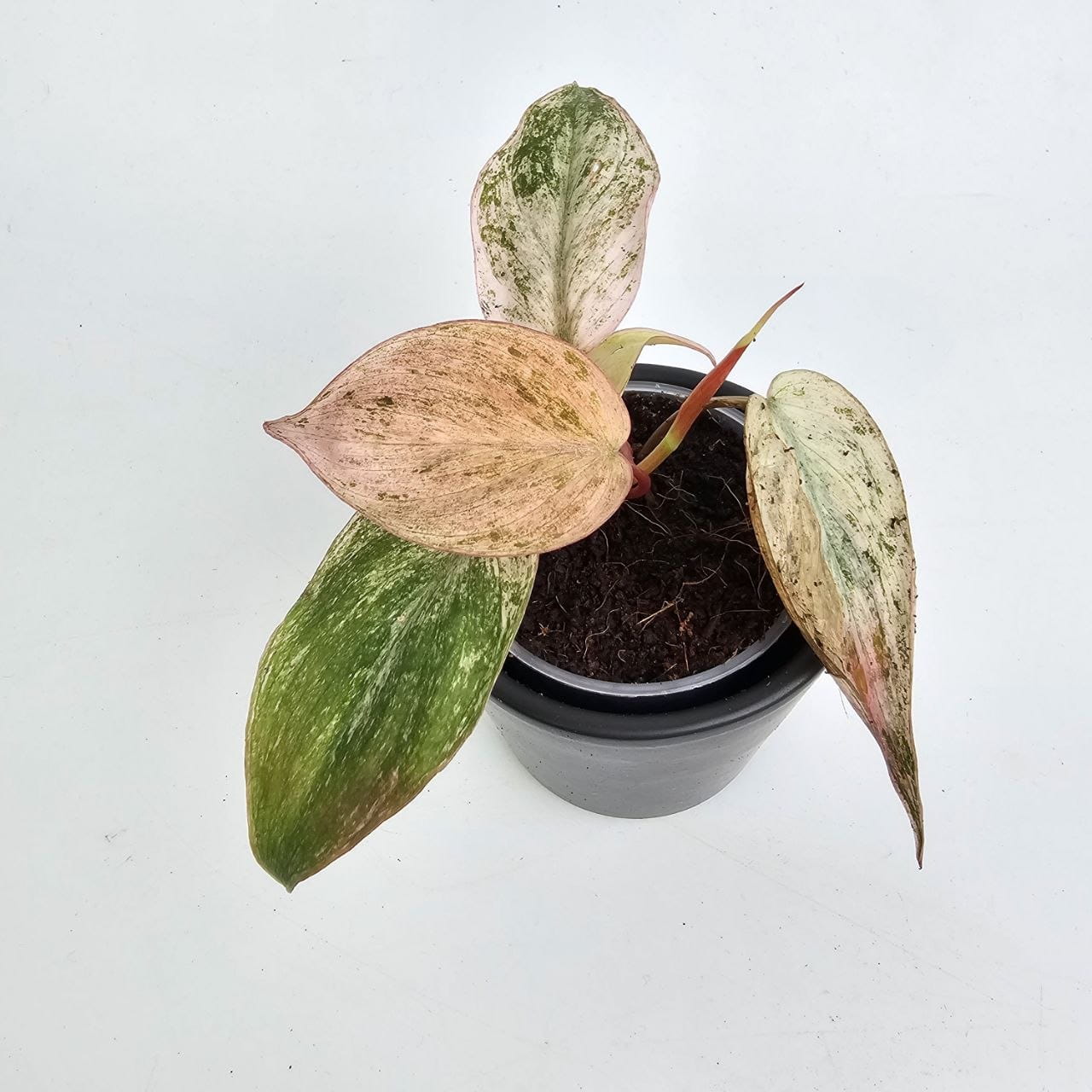 Philodendron micans Pink Marble Variegata  kolekcjonerska rolina o  aksamitnych liciach